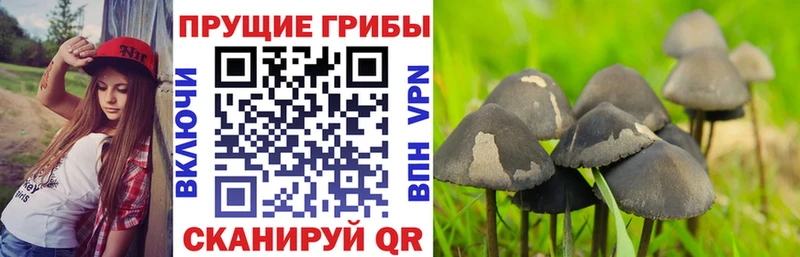 Галлюциногенные грибы MAGIC MUSHROOMS  Богучар 